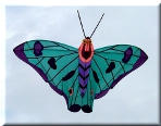 Schmetterling